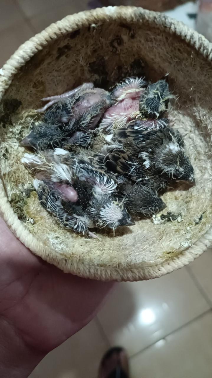 canário da terra