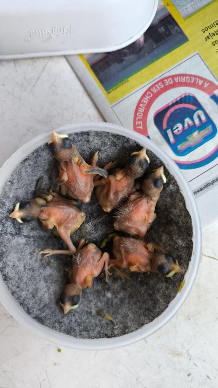 canário da terra