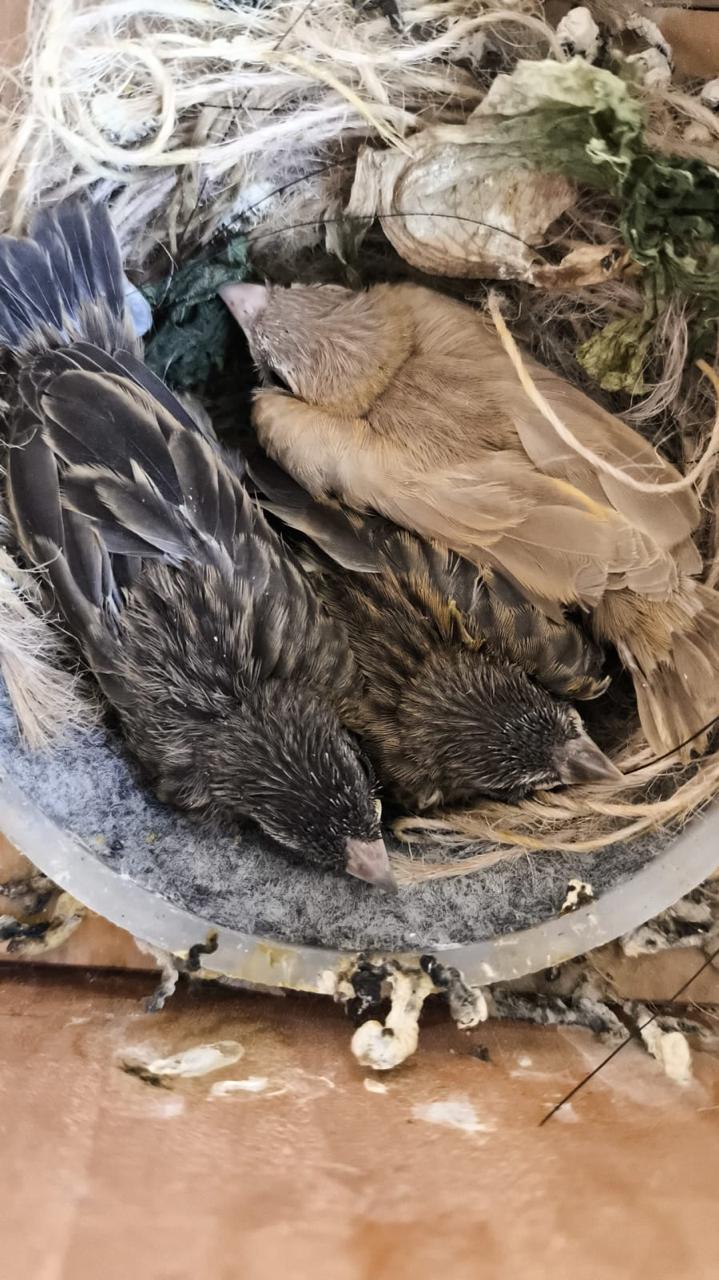 canário da terra