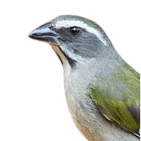 Canário-da-terra